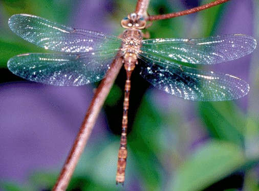 Acanthaeschna victoria